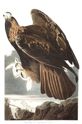 Golden Eagle Bird Print 