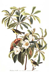 Bachmans Warbler Bird Print 