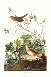 Lincoln Finch Bird Print 