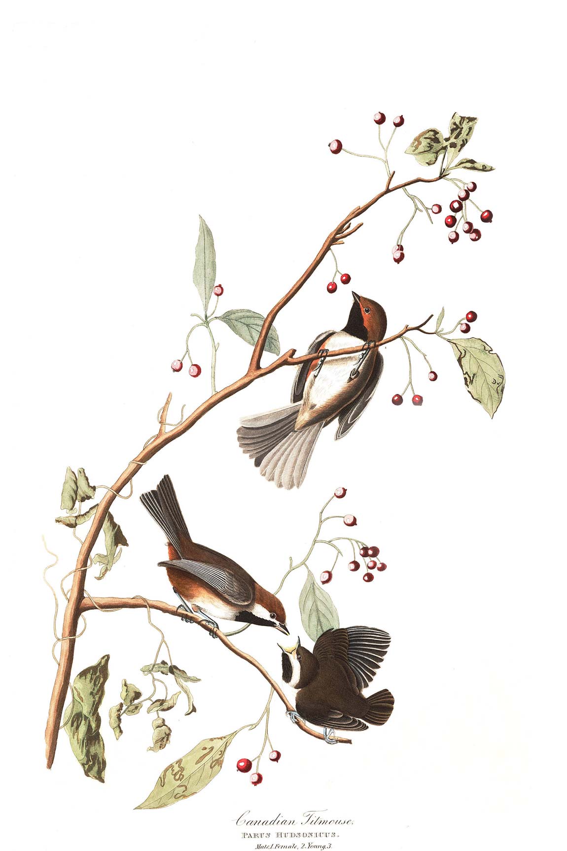 Canadian Titmouse Bird Print 