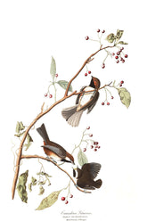 Canadian Titmouse Bird Print 