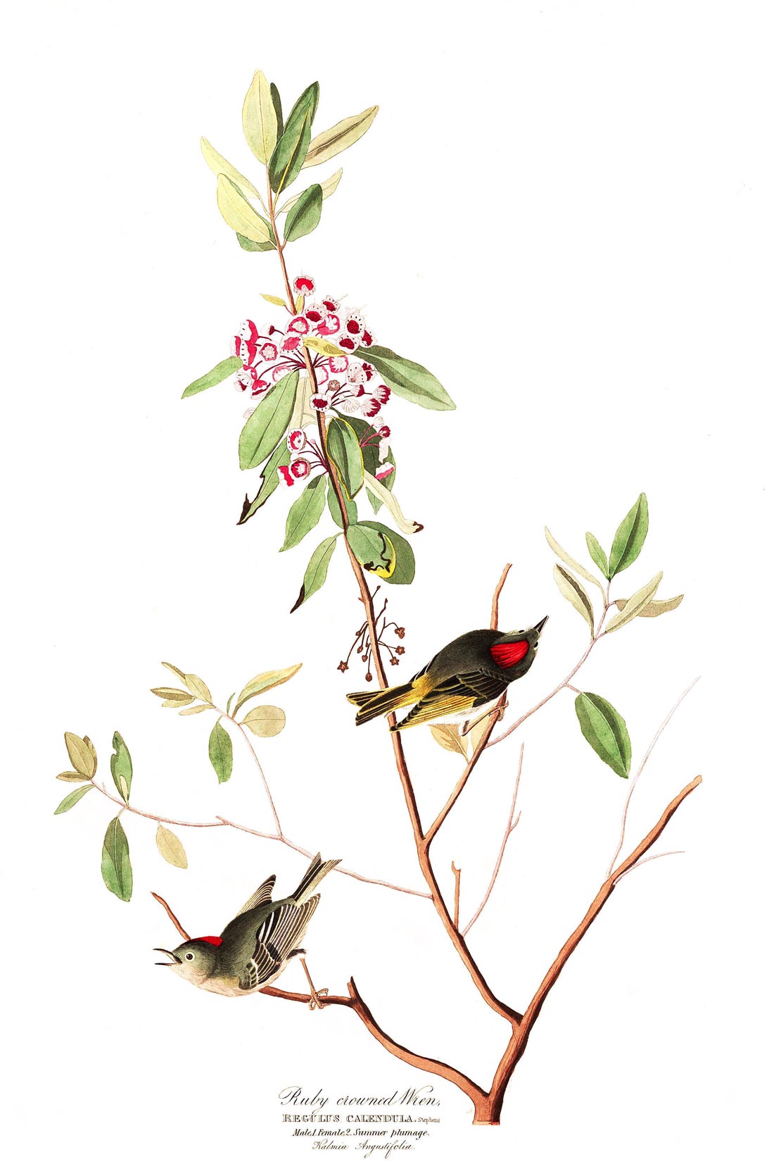 Ruby Crowned Wren Bird Print 