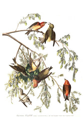 American Crossbill Bird Print 