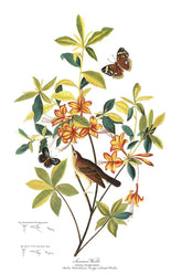 Brown Headed Worm Eating Warbler Bird Print 