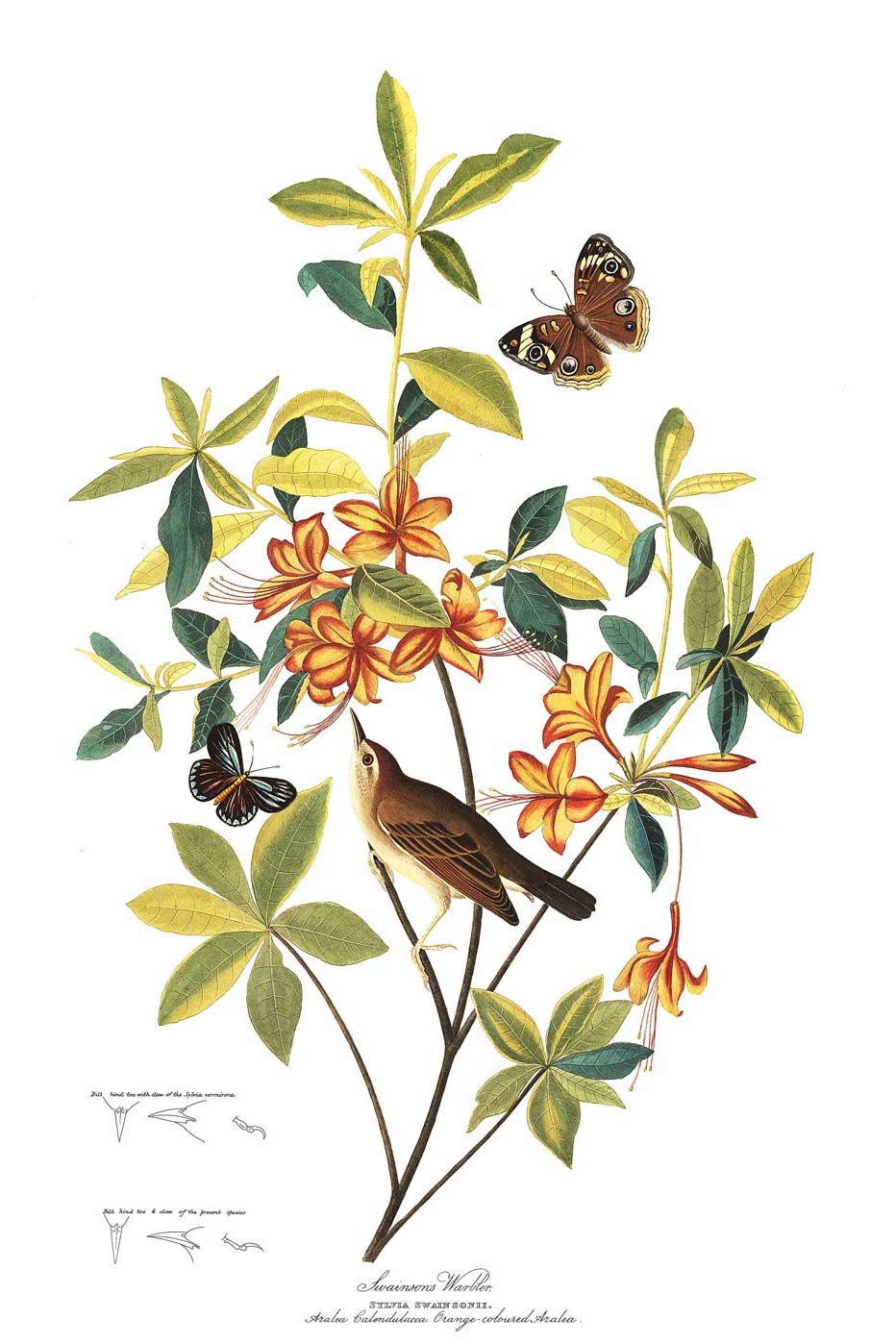 Brown Headed Worm Eating Warbler Bird Print 