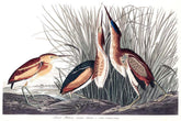 Least Bittern Bird Print 