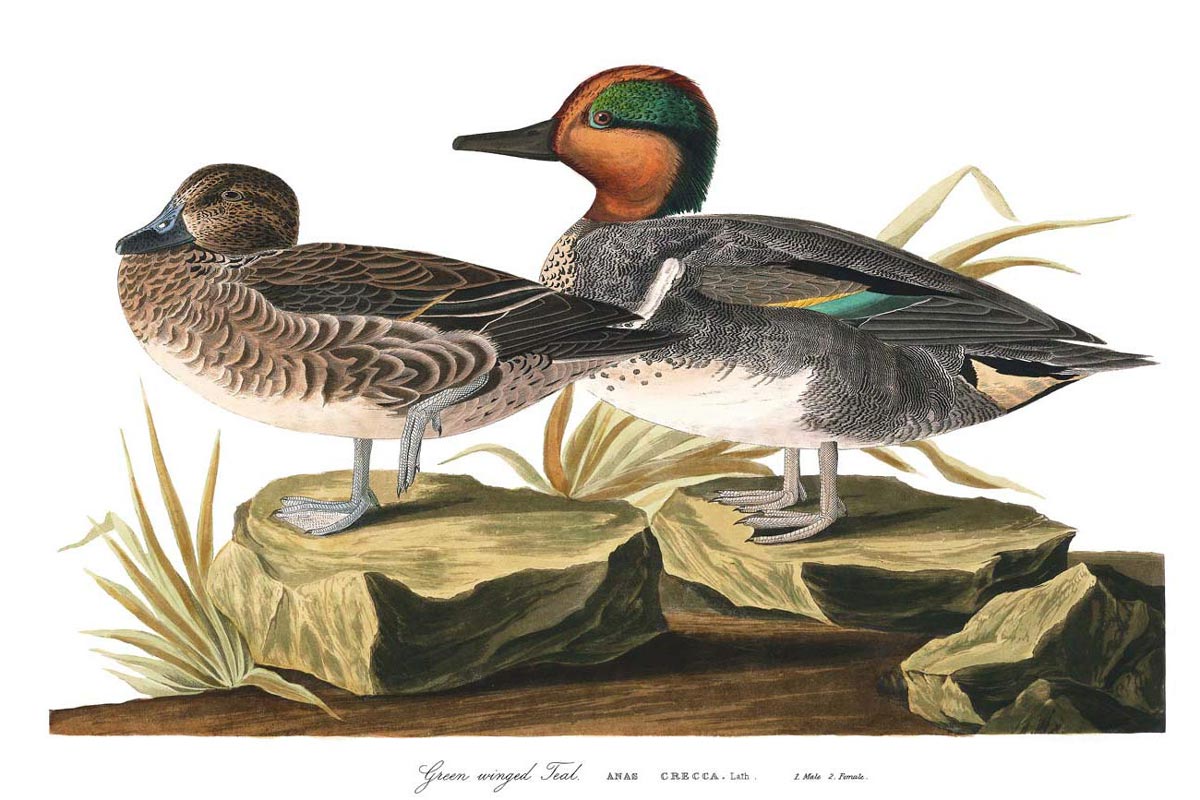 Green Winged Teal Bird Print 