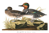 Green Winged Teal Bird Print 