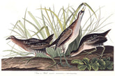 Sora Or Rail Bird Print 