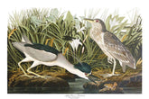 Night Heron Bird Print 
