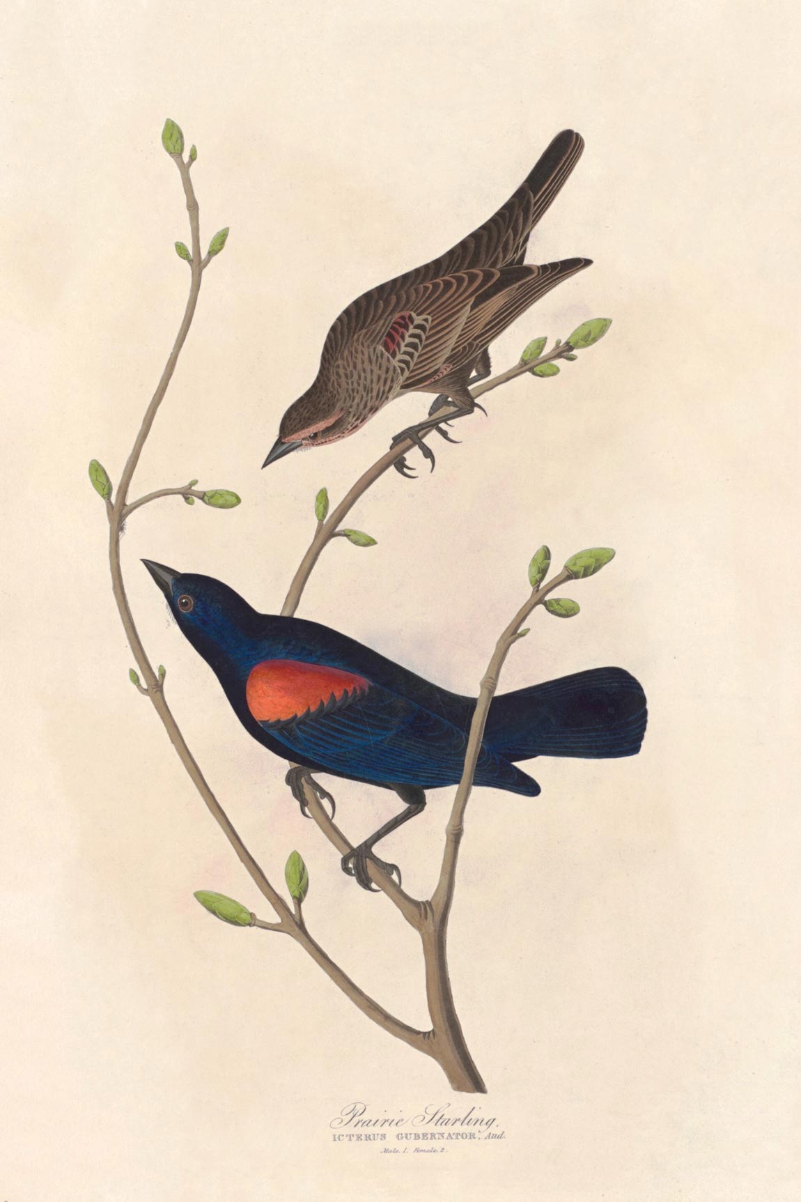 Prairie Starling Bird Print 