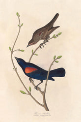 Prairie Starling Bird Print 