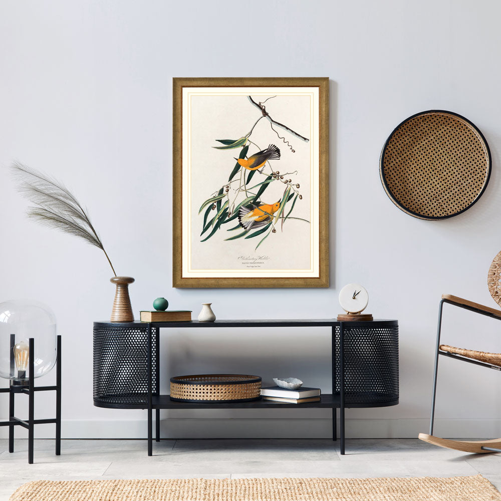 Prothonotary Warbler Bird Print 