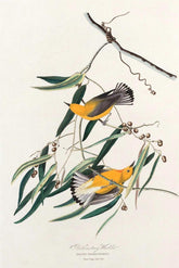 Prothonotary Warbler Bird Print 