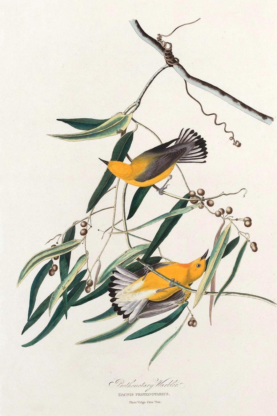 Prothonotary Warbler Bird Print 