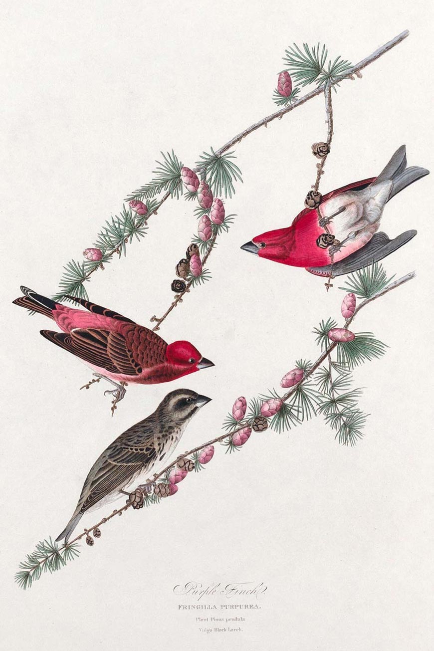 Purple Finch Bird Print 