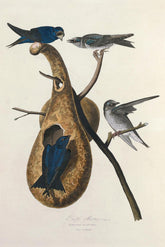 Purple Martin Bird Print 