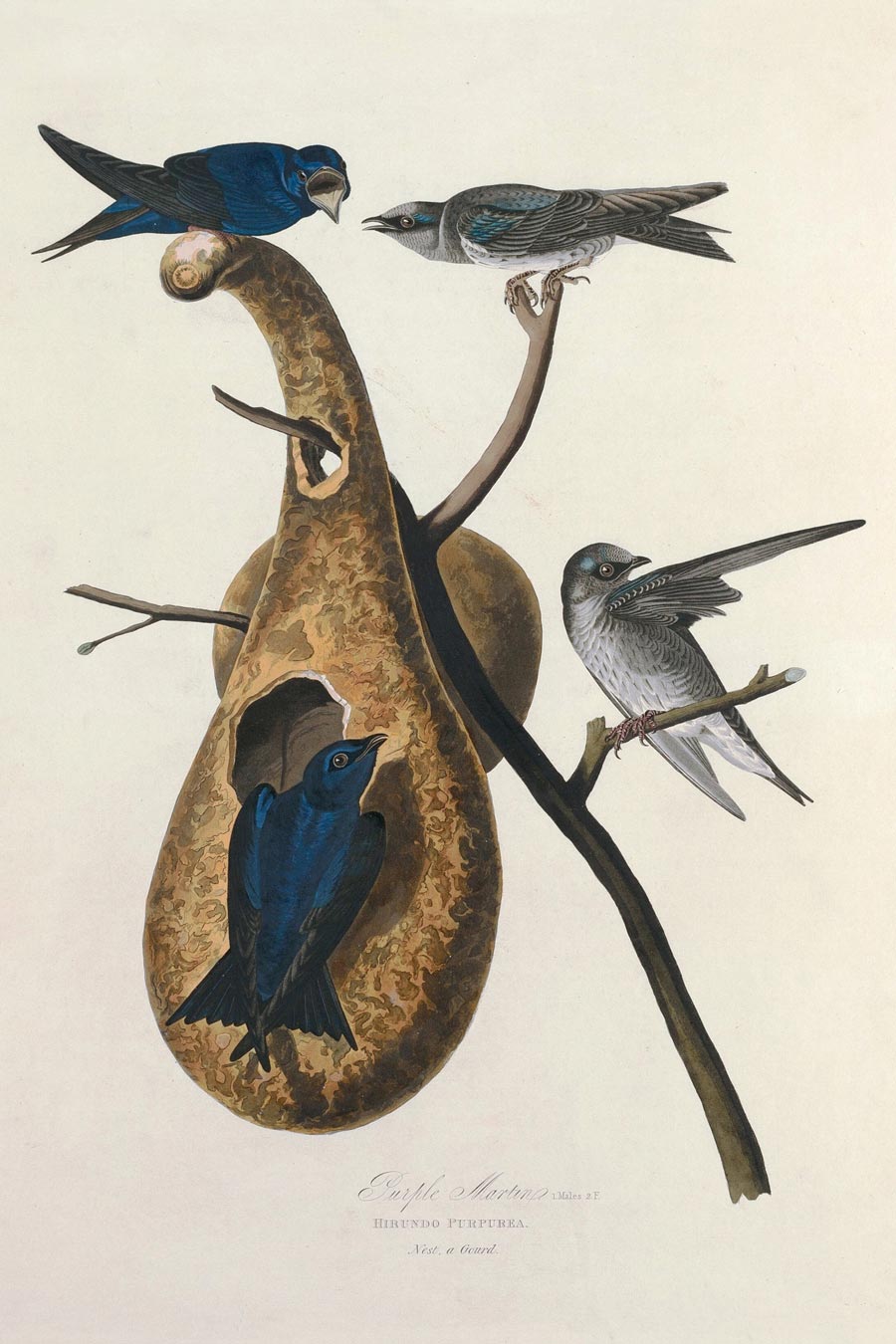Purple Martin Bird Print 