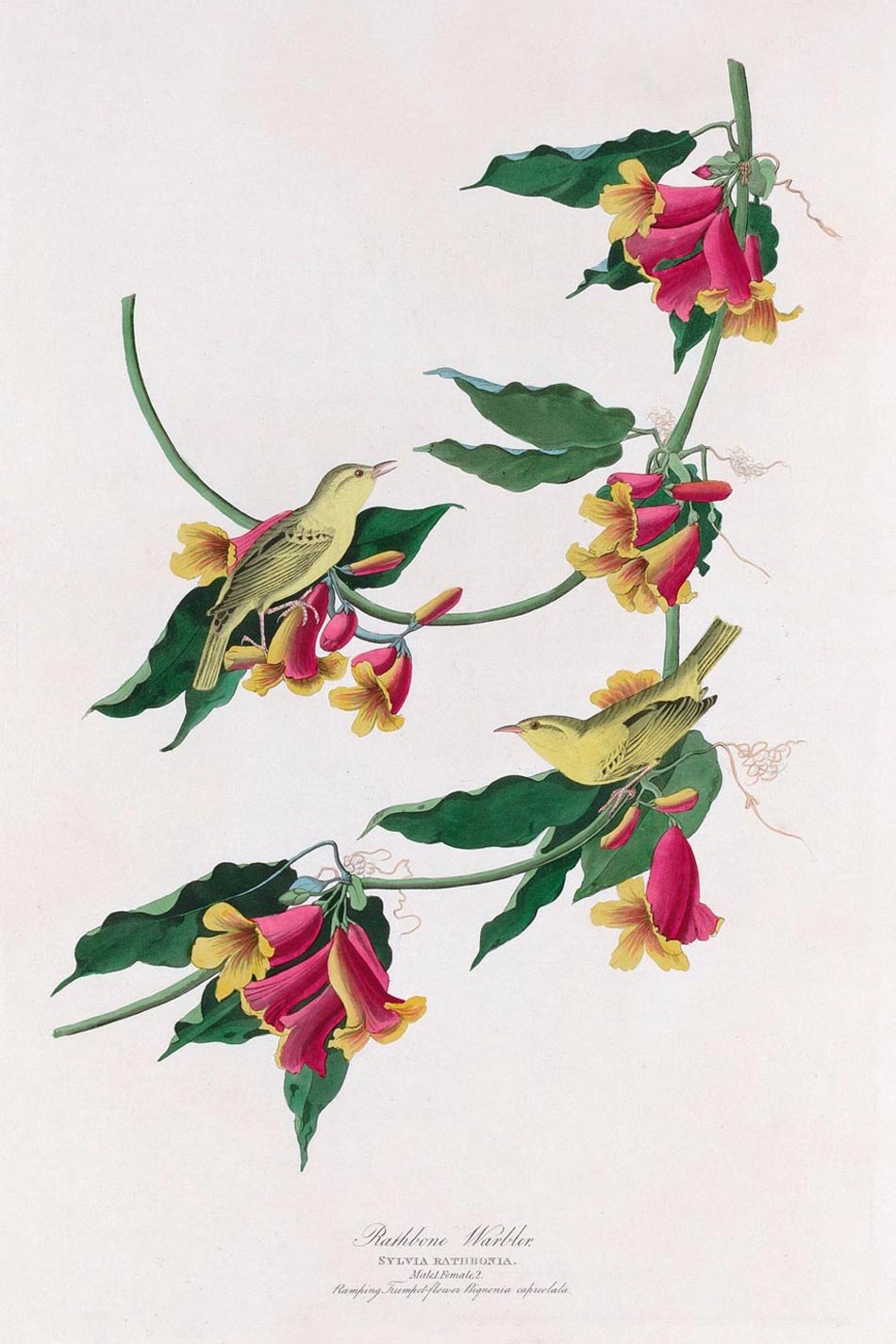 Rathbone Warbler Bird Print 