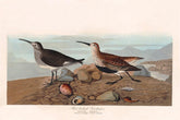 Red Backed Sandpiper Bird Print 