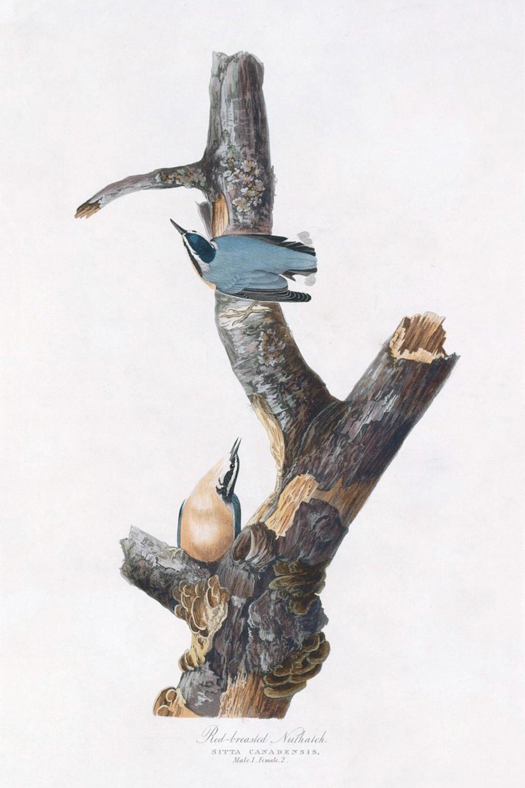 Red Breasted Nuthatch Bird Print 