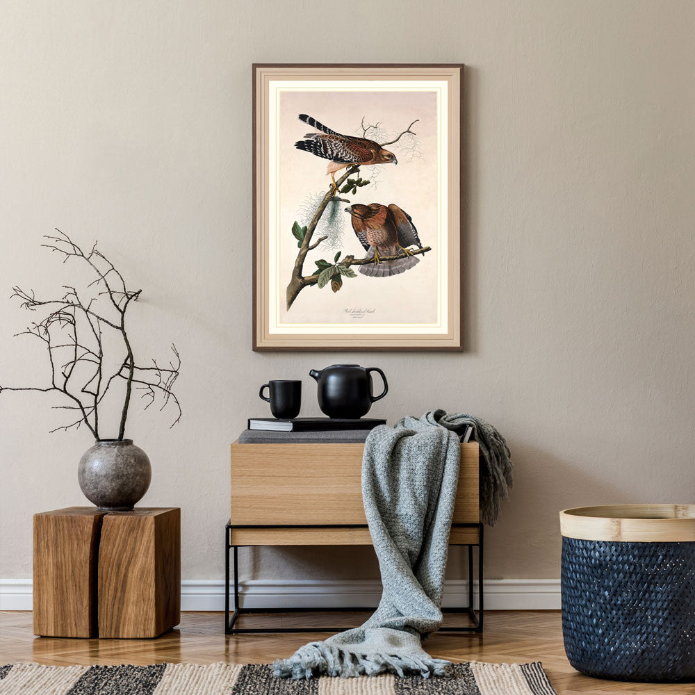 Red Shouldered Hawk Bird Print 