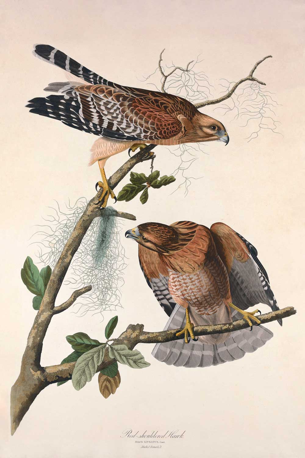 Red Shouldered Hawk Bird Print 
