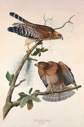Red Shouldered Hawk Bird Print 