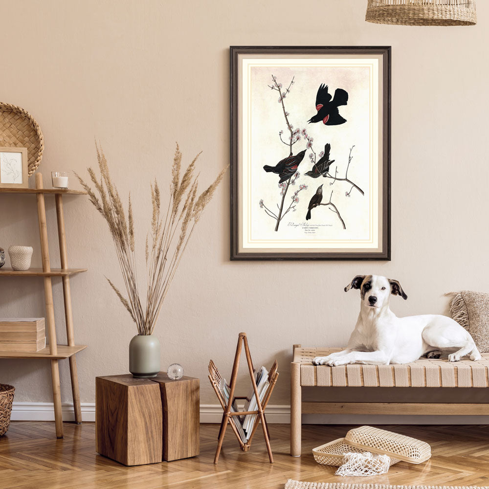 Red Winged Starling Bird Print 