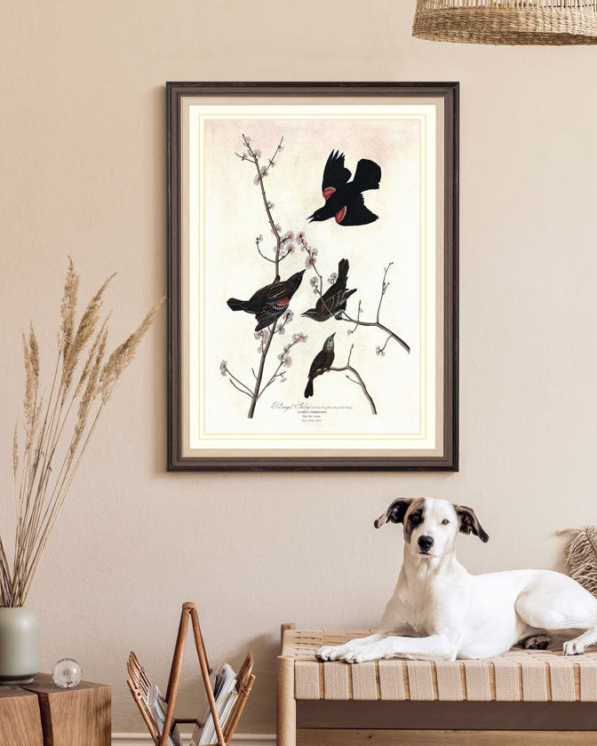 Red Winged Starling Bird Print 