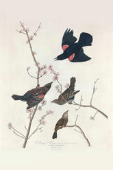 Red Winged Starling Bird Print 