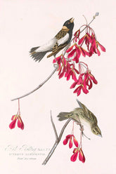 Rice Bunting Bird Print 