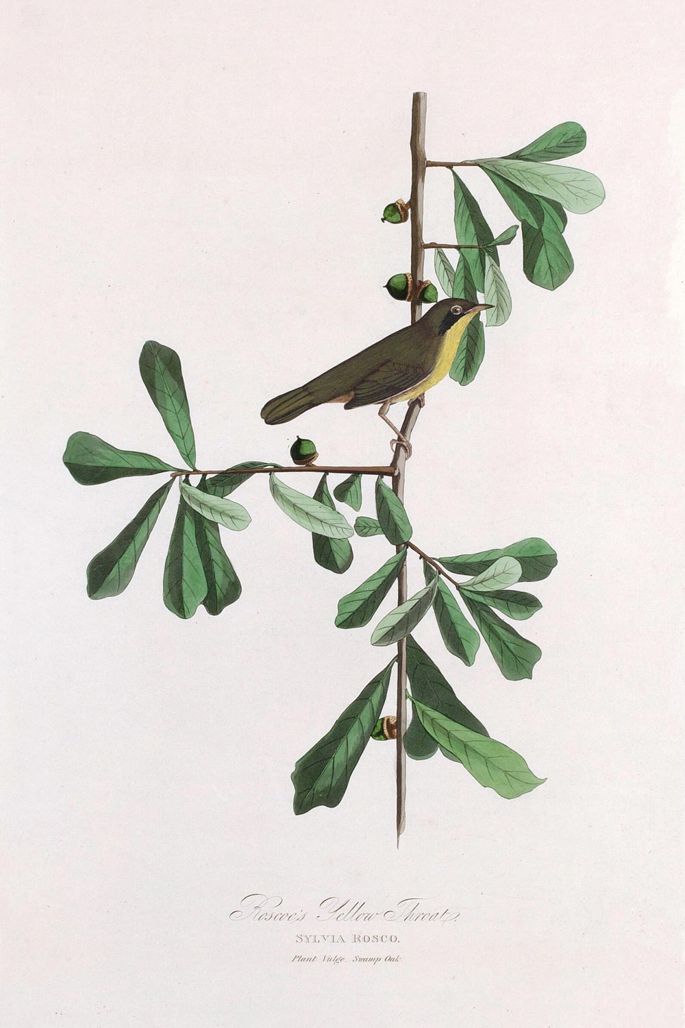 Roscoe's Yellow Throat Bird Print 