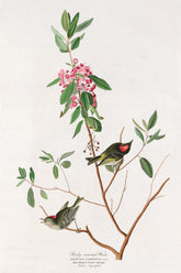 Ruby Crowned Wren Bird Print 
