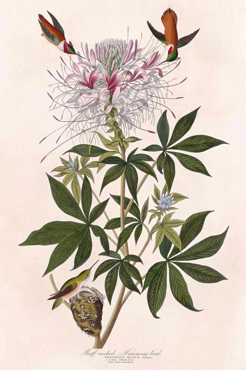Ruff Necked Humming Bird Bird Print 