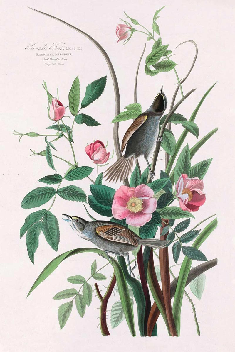 Sea Side Finch Bird Print 