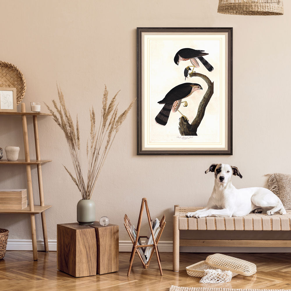 Sharp Shinned Hawk Bird Print 