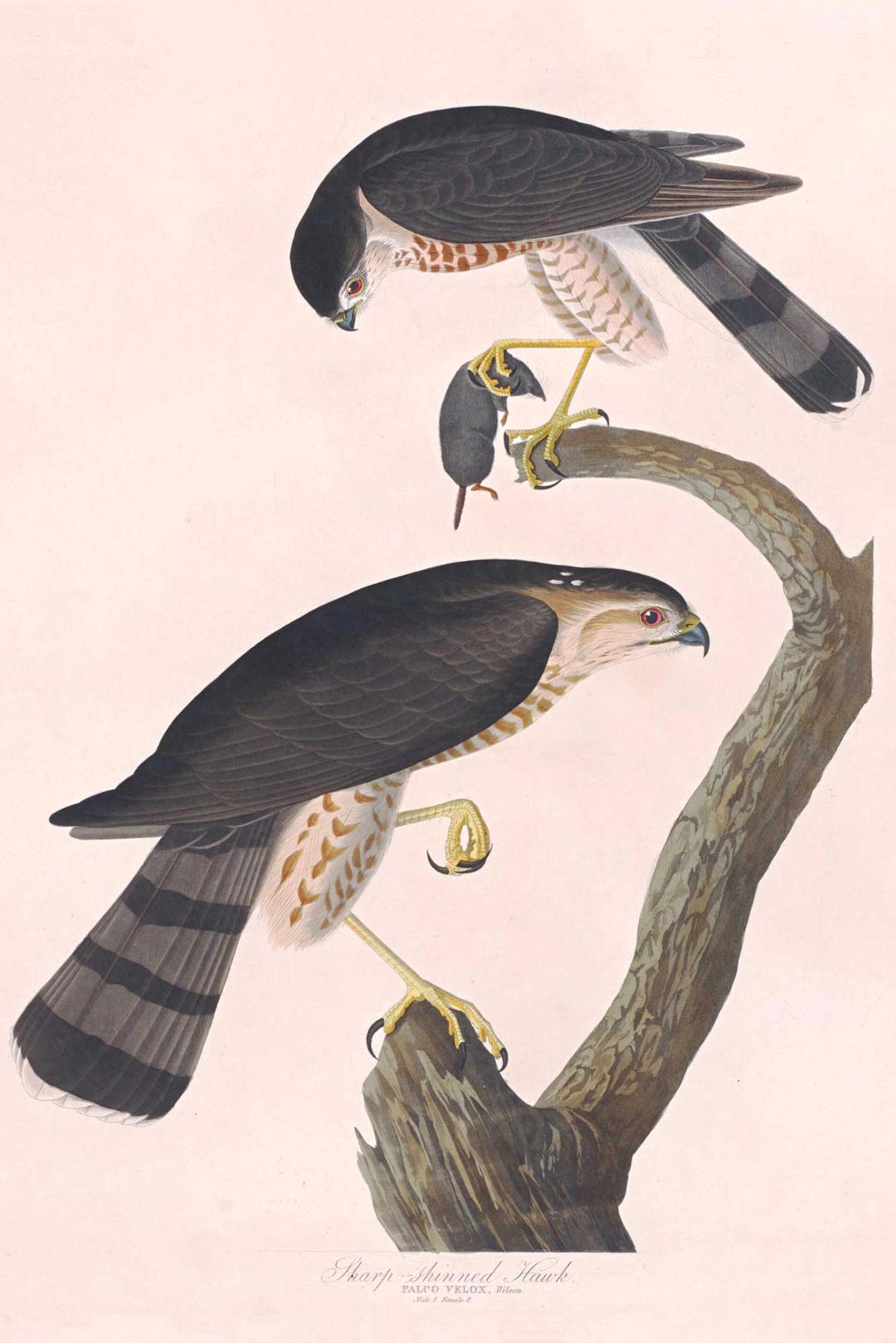 Sharp Shinned Hawk Bird Print 