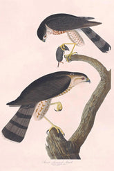 Sharp Shinned Hawk Bird Print 