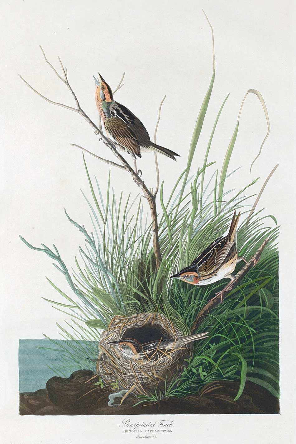 Sharp Tailed Finch Bird Print 