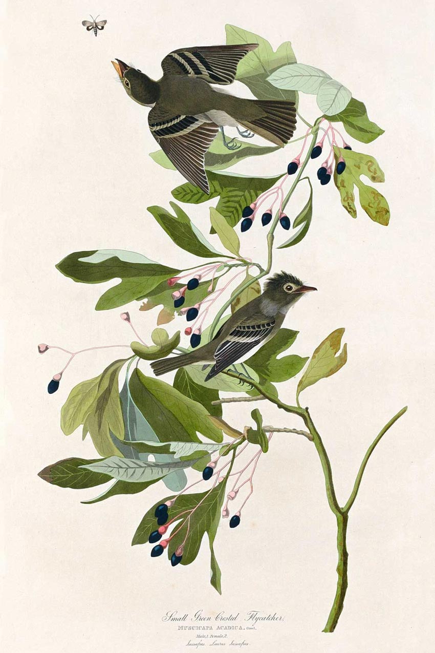 Small Green Crested Flycatcher Bird Print 