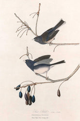 Snow Bird Print 