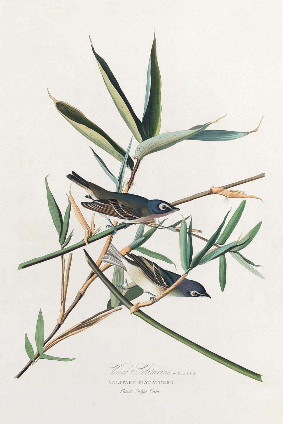 Solitary Flycatcher Bird Print 