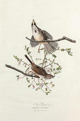 Song Sparrow Bird Print 