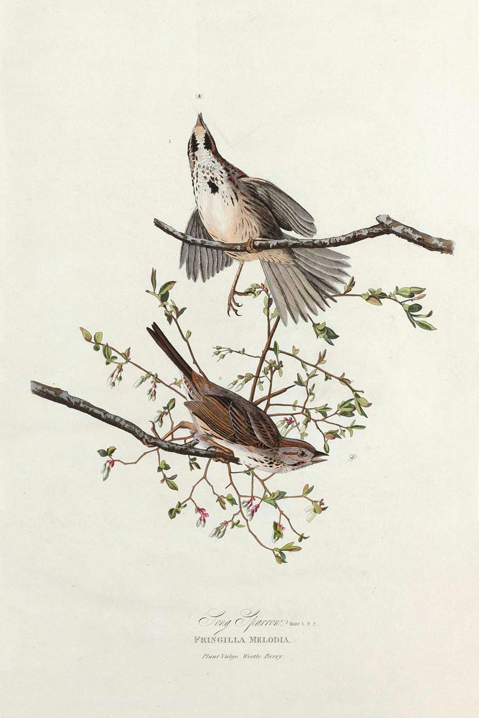 Song Sparrow Bird Print 