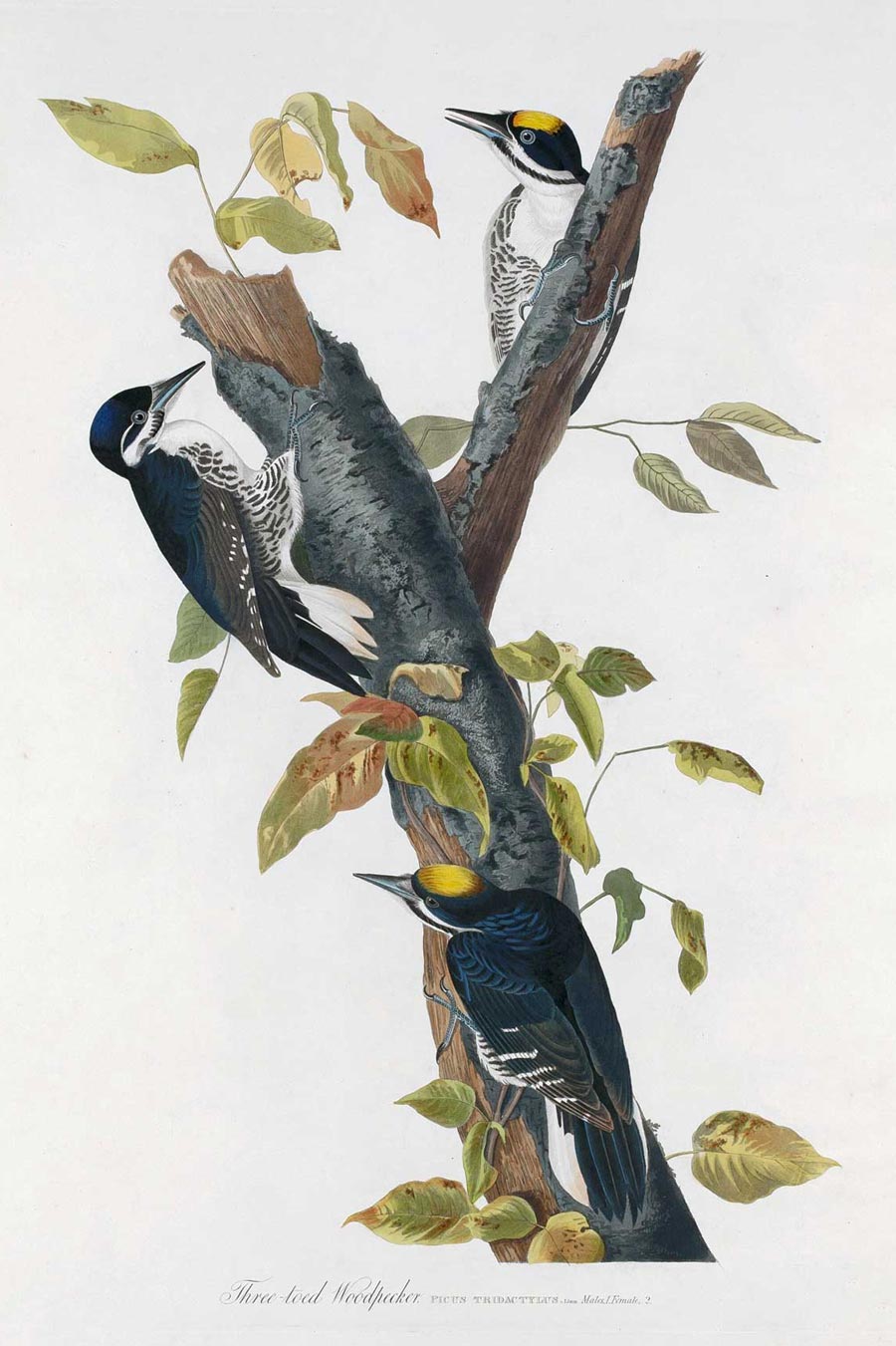 Three-Toed Woodpecker Bird Print 