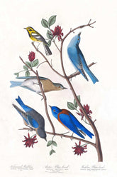 Townsend'S Warbler, Arctic Blue Bird And Western Blue Bird Print 