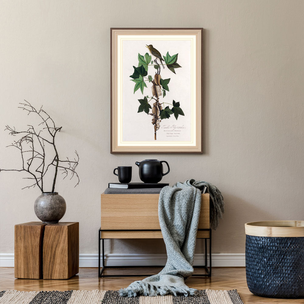 Traill'S Flycatcher Bird Print 