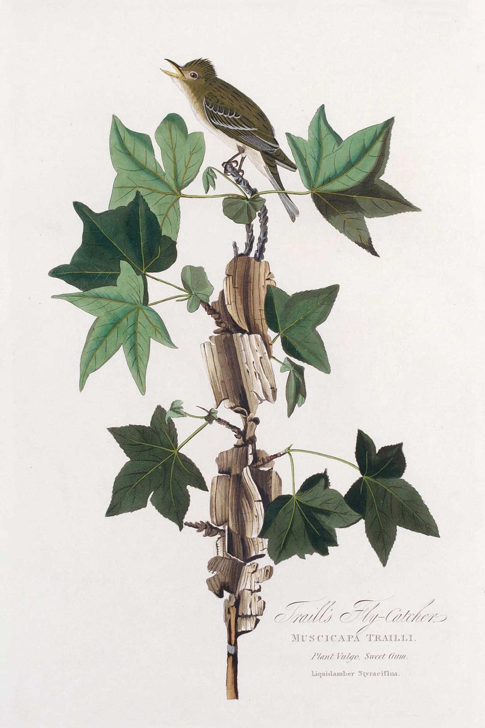 Traill'S Flycatcher Bird Print 