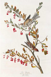 Tree Sparrow Bird Print 